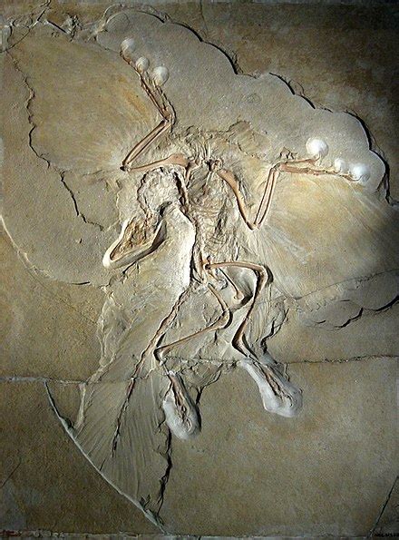 archaeopteryx wiki.